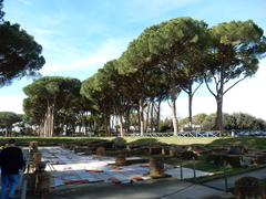 Pinus pinea
