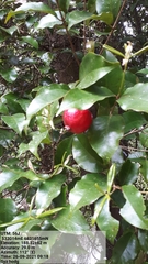 Syzygium hodgkinsoniae