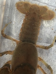 Cambarus striatus