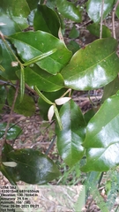 Syzygium hodgkinsoniae