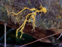 Hydnophlebia