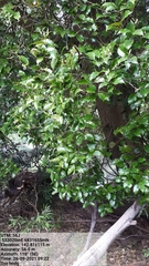 Syzygium hodgkinsoniae