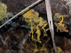 Hydnophlebia