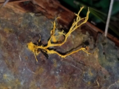 Hydnophlebia
