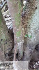 Syzygium hodgkinsoniae