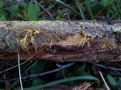 Hydnophlebia