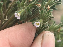 Phacelia ivesiana