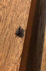 Megalometis spinifer