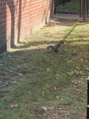 Sciurus carolinensis