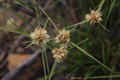 Cyperus niveus leucocephalus