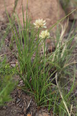 Cyperus niveus leucocephalus