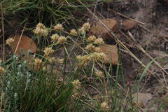 Cyperus niveus leucocephalus
