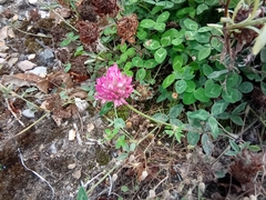 Trifolium pratense