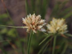 Cyperus niveus leucocephalus