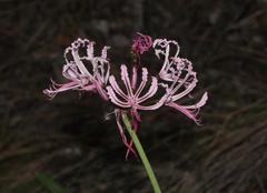 Nerine humilis