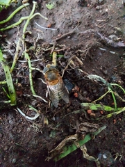 Palpada mexicana