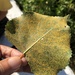 Poplar Rust - Photo (c) Susan J. Hewitt, some rights reserved (CC BY-NC), uploaded by Susan J. Hewitt