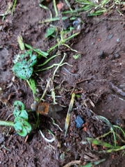 Palpada mexicana