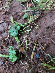 Palpada mexicana