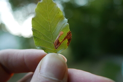 Stigmella hemargyrella