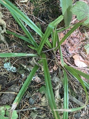 Carex hendersonii
