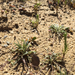 Plantago ovata insularis - Photo (c) shivathedestroyer, algunos derechos reservados (CC BY-NC), subido por shivathedestroyer