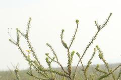 Osteospermum polygaloides polygaloides