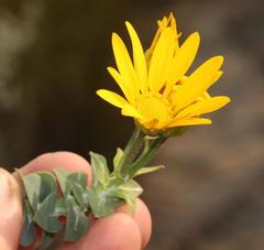 Osteospermum polygaloides polygaloides