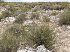 Bouteloua breviseta