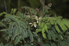 Acaciella