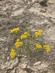 Sartwellia flaveriae