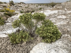 Nama carnosa