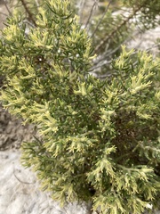 Nama carnosa