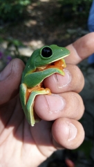 Agalychnis moreletii