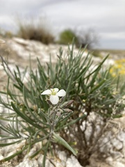 Nerisyrenia linearifolia