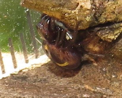 Pactactes compactus