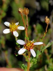 Phymaspermum