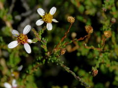 Phymaspermum