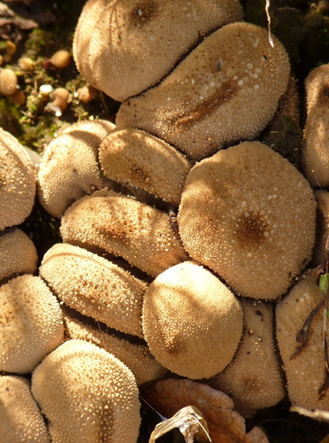 Karpotasis pumpotaukšlis nuotrauka