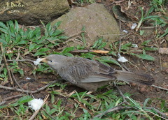 Argya affinis