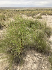 Dicranocarpus parviflorus