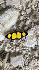Cyllopoda jatropharia