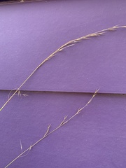 Bromus vulgaris