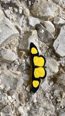 Cyllopoda jatropharia