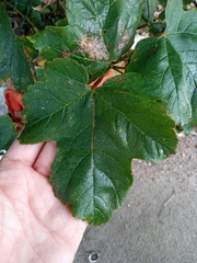 Acer pseudoplatanus