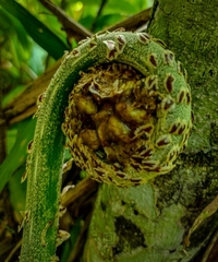 Sphaeropteris lepifera