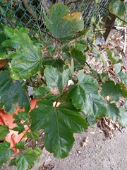 Acer pseudoplatanus