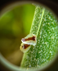 Sphaeropteris lepifera