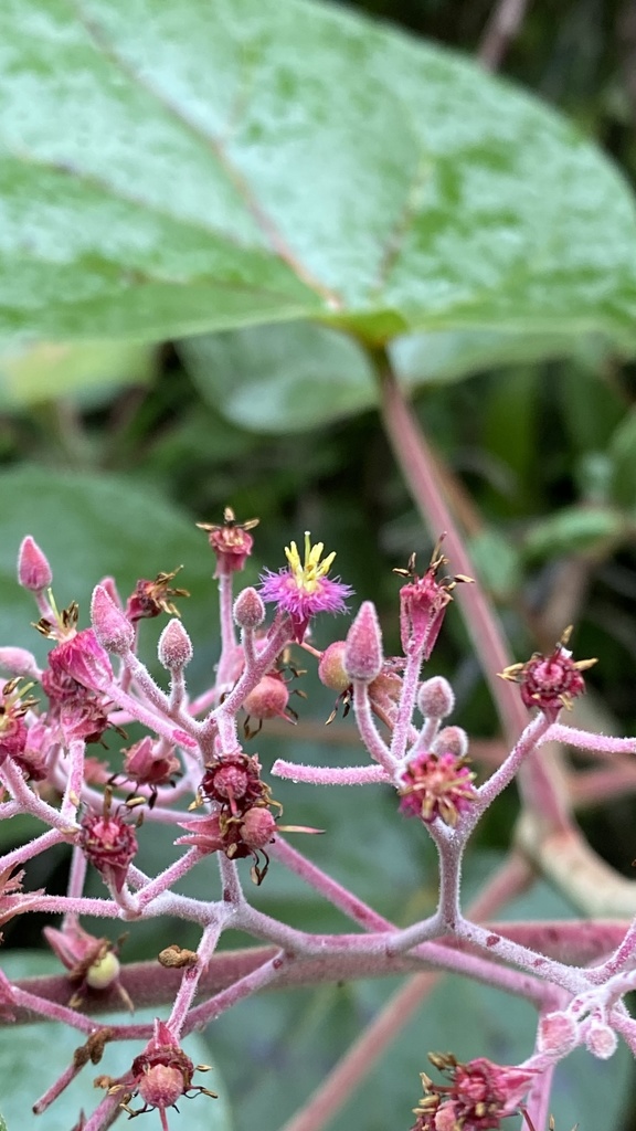 petenaea family