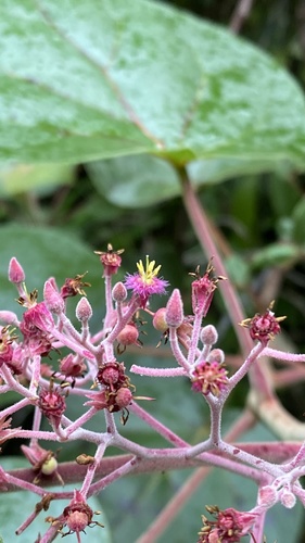 Petenaeaceae